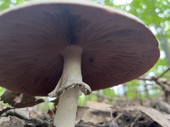 Agaricus placomyces