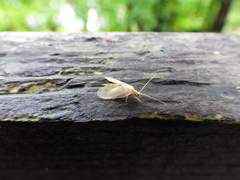 Hemerobius