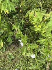 Ipomoea lacunosa