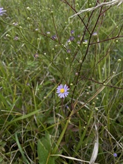 Symphyotrichum oolentangiense