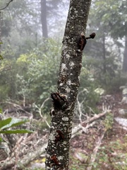 Quercus montana
