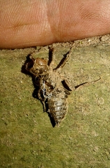 Onychogomphus forcipatus