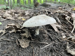 Agaricus placomyces