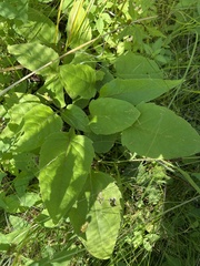Silphium perfoliatum