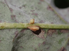 Neuroterus anthracinus