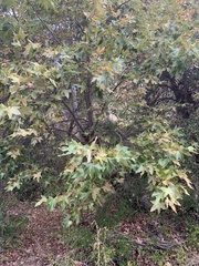 Platanus racemosa