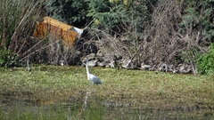 Ardea alba