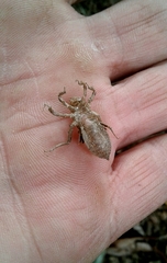 Onychogomphus forcipatus