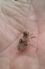 Onychogomphus forcipatus