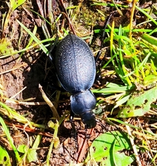 Carabus coriaceus