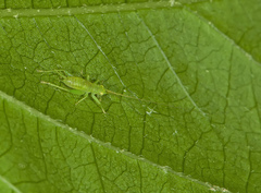 Cyrtoxipha columbiana