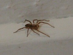 Anyphaena accentuata