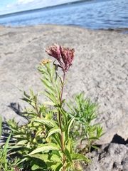 Eutrochium maculatum