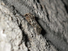 Acronicta brumosa