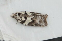 Acleris variana