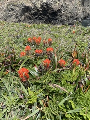 Castilleja mendocinensis