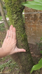 Tillandsioideae