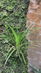 Tillandsioideae