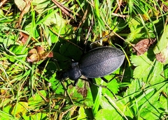 Carabus coriaceus