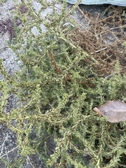 Amaranthus blitoides