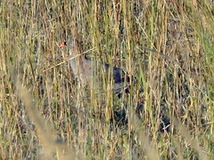 Pternistis adspersus
