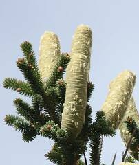 Abies numidica