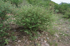 Euphorbia tomentulosa