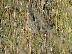 Pternistis adspersus