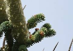 Abies numidica