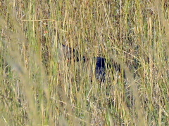 Pternistis adspersus