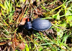 Carabus coriaceus