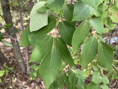 Fraxinus albicans