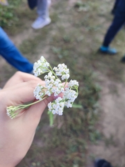Achillea setacea