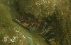 Serranus scriba
