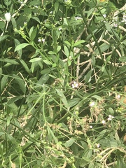Verbena brasiliensis