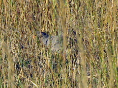 Pternistis adspersus