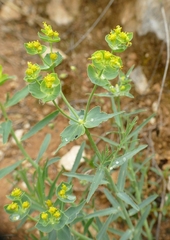Euphorbia serrata