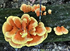 Laetiporus sulphureus