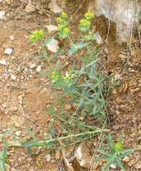 Euphorbia serrata