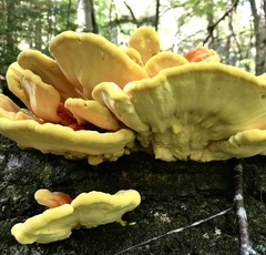 Laetiporus sulphureus