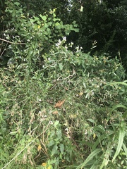 Verbena brasiliensis