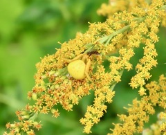 Thomisidae