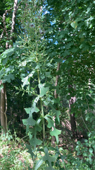 Lactuca biennis