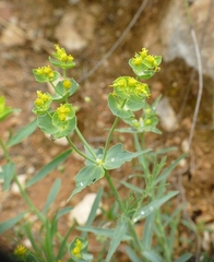 Euphorbia serrata
