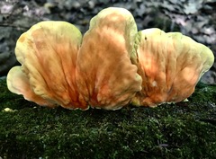 Laetiporus sulphureus