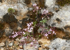 Saponaria ocymoides