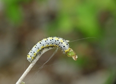 Diloba caeruleocephala