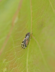 Cacopsylla pulchella