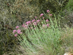 Centranthus lecoqii