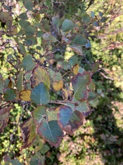 Betula pubescens